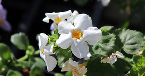 Bacopa Monnieri: Ancient Memory Herb Meets Modern Science