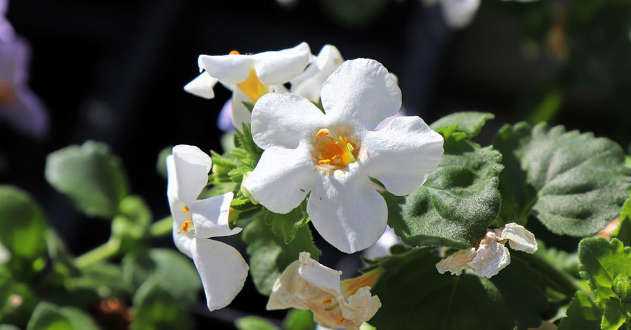 Bacopa Monnieri: Ancient Memory Herb Meets Modern Science