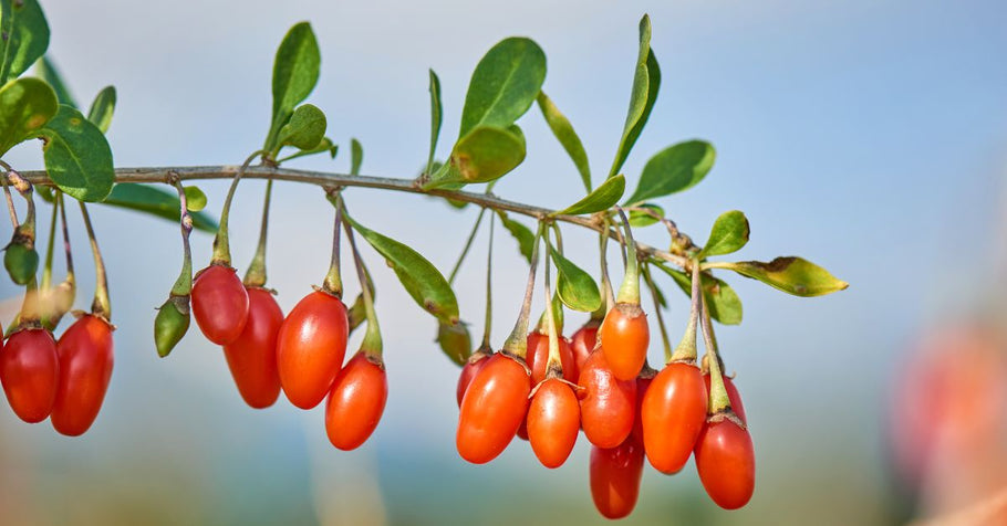 Beyond the Superfood Hype: How Goji Berries Support Your Sleep