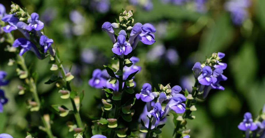 Ancient Wisdom: The Peculiarly Named Herb That Guards Your Sleep